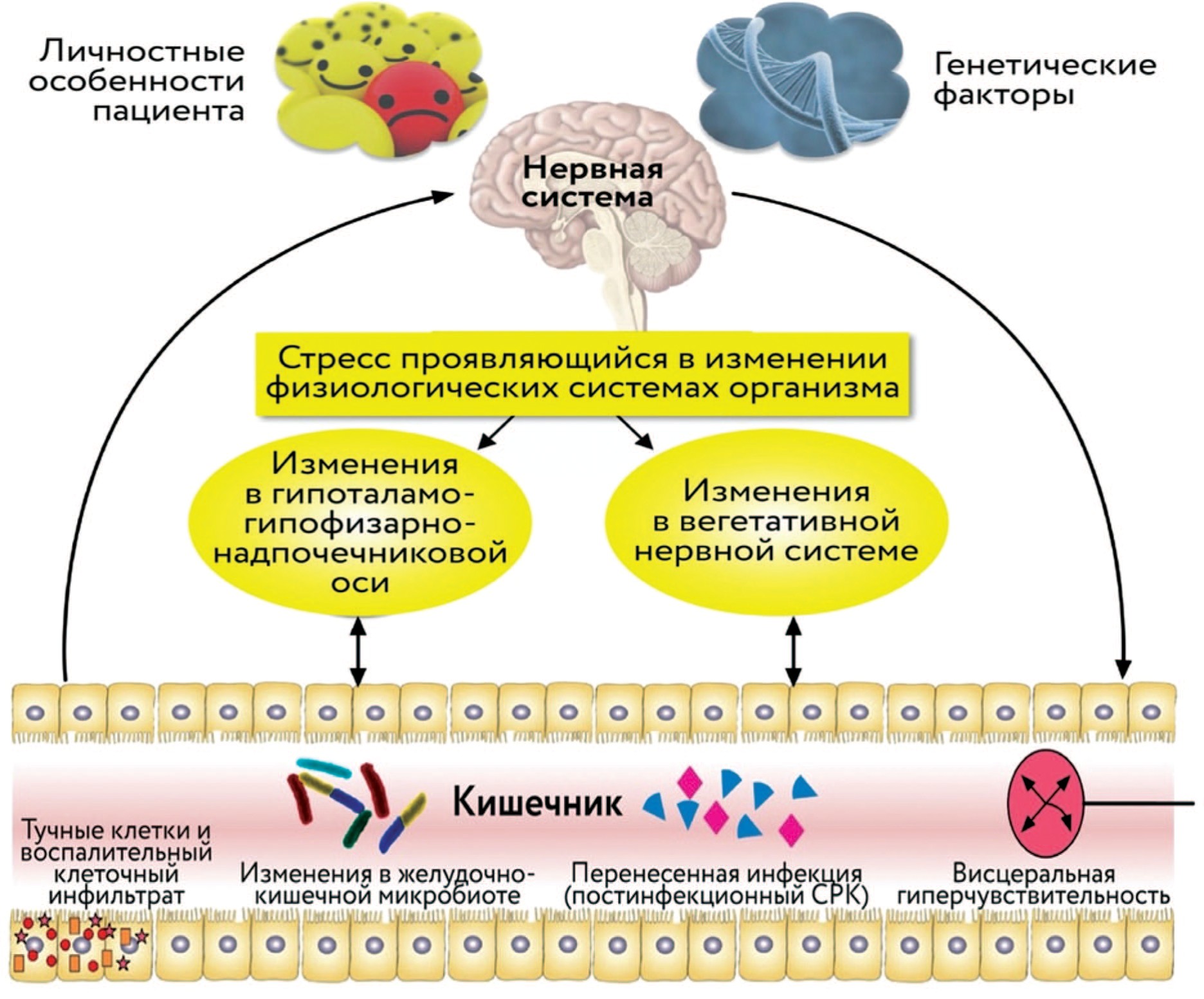 Схематическое резюме факторов, которые вовлечены в патофизиологию синдрома раздраженного кишечника в контексте оси нервная система-кишечник 
